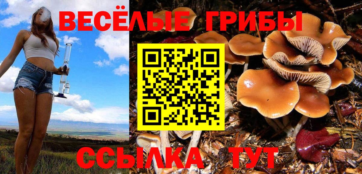 Псилоцибиновые грибы Psilocybine cubensis Белая Калитва